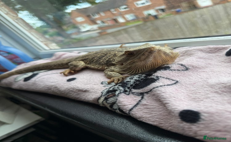 Bearded Dragon reptiles - Advert 6