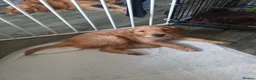 Golden Retriever dogs for sale: 1 boy ready to leave KC reg Red Golden retriever - Advert 8