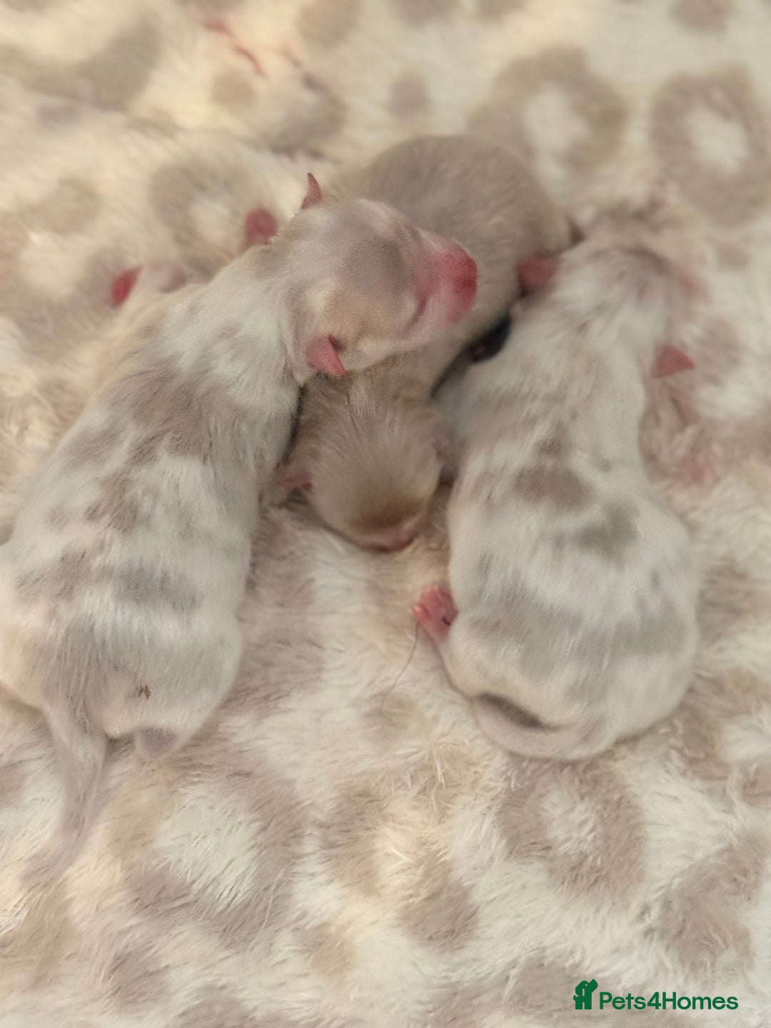 Pomeranian dogs for sale: Small & Fluffy Pomeranian Puppies Ready to Reserve - Advert 3