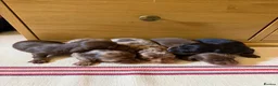 Miniature Dachshund dogs for sale: KC miniature long haired dachshund puppies  - Advert 5