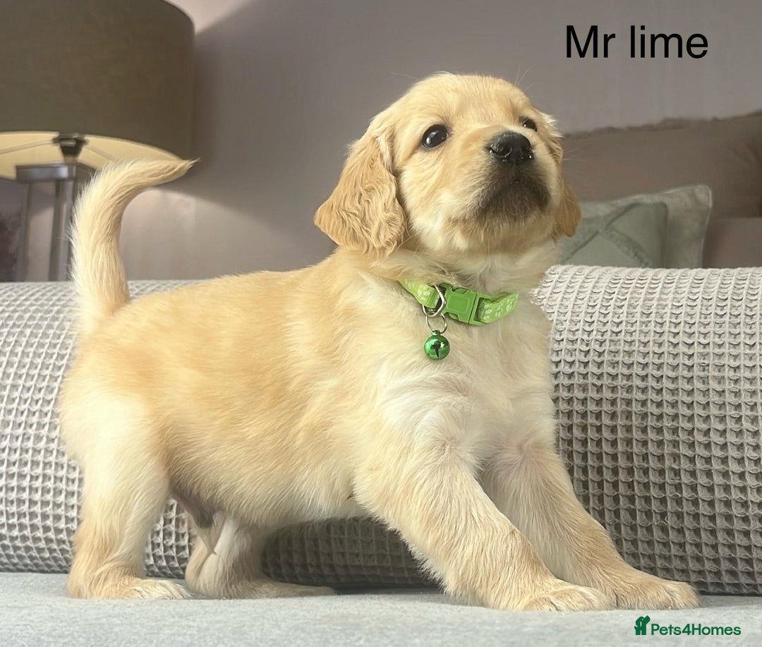 Goldendoodle dogs for sale: These will be stunning adults. Real head turners. - Advert 14