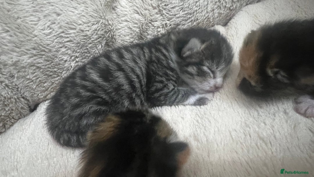 Bengal cats for sale: Rare Bengal Breed In White and Grey Ginger - Image 15