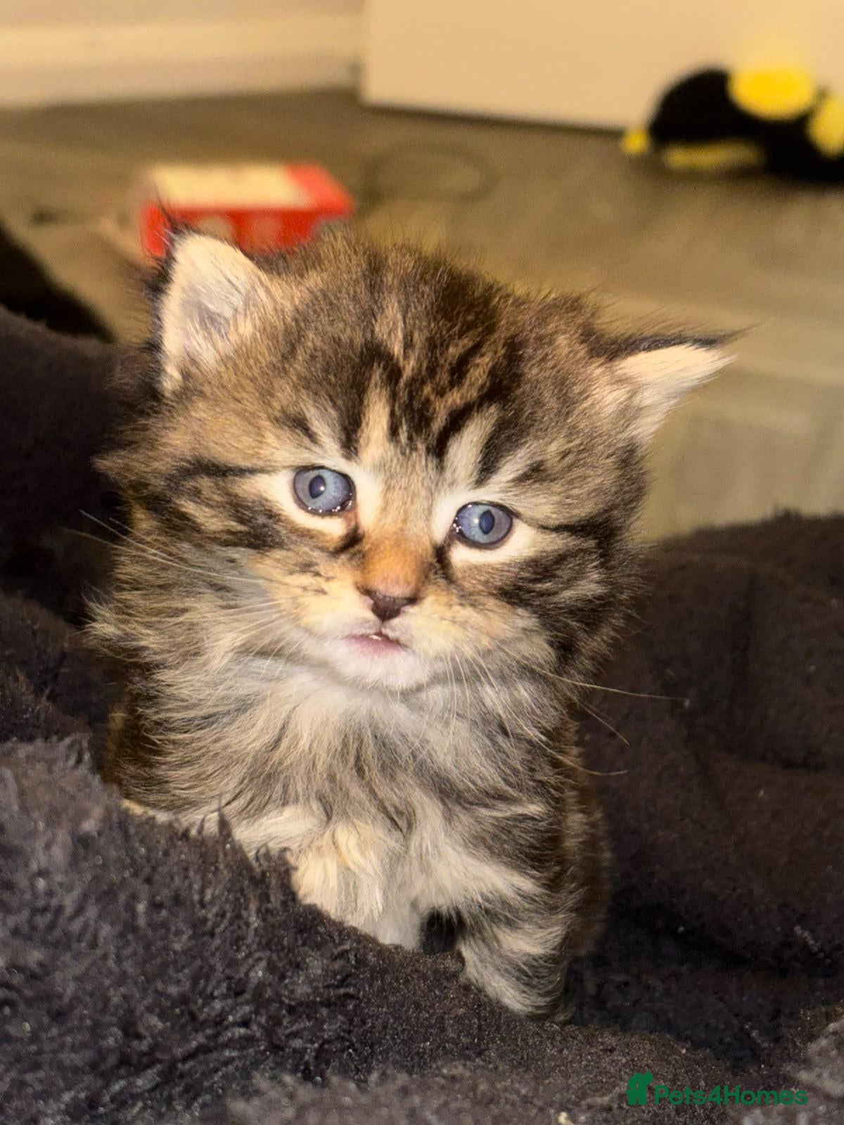 Mixed Breed cats  1 girl left 3/4 Maine coon kittens  - Advert 3