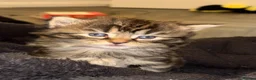 Mixed Breed cats for sale: 3/4 Maine coon kittens  - Advert 9