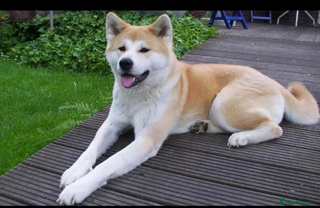 Akita dogs for sale: Japanese akita - Image 3