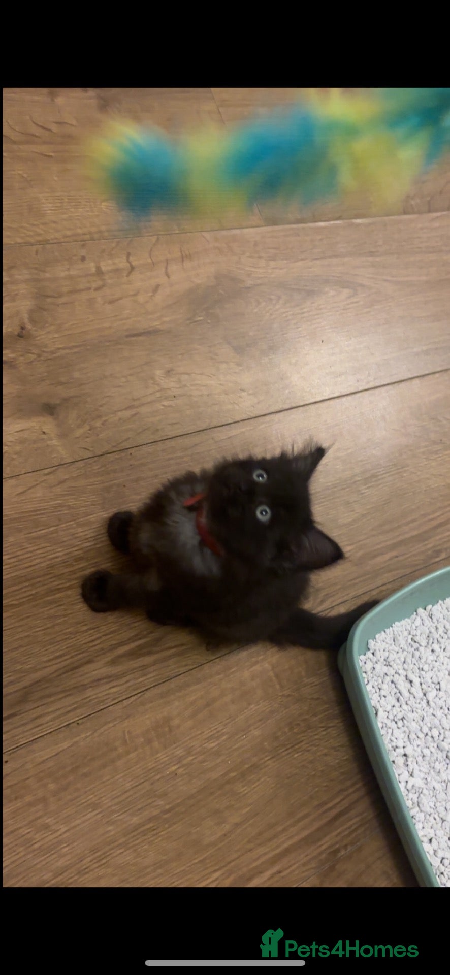 Mixed Breed cats Black and grey female ragdoll kitten for sale - Advert 11