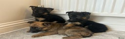 German Shepherd dogs for sale: German shepherd puppies for sale  - Advert 9