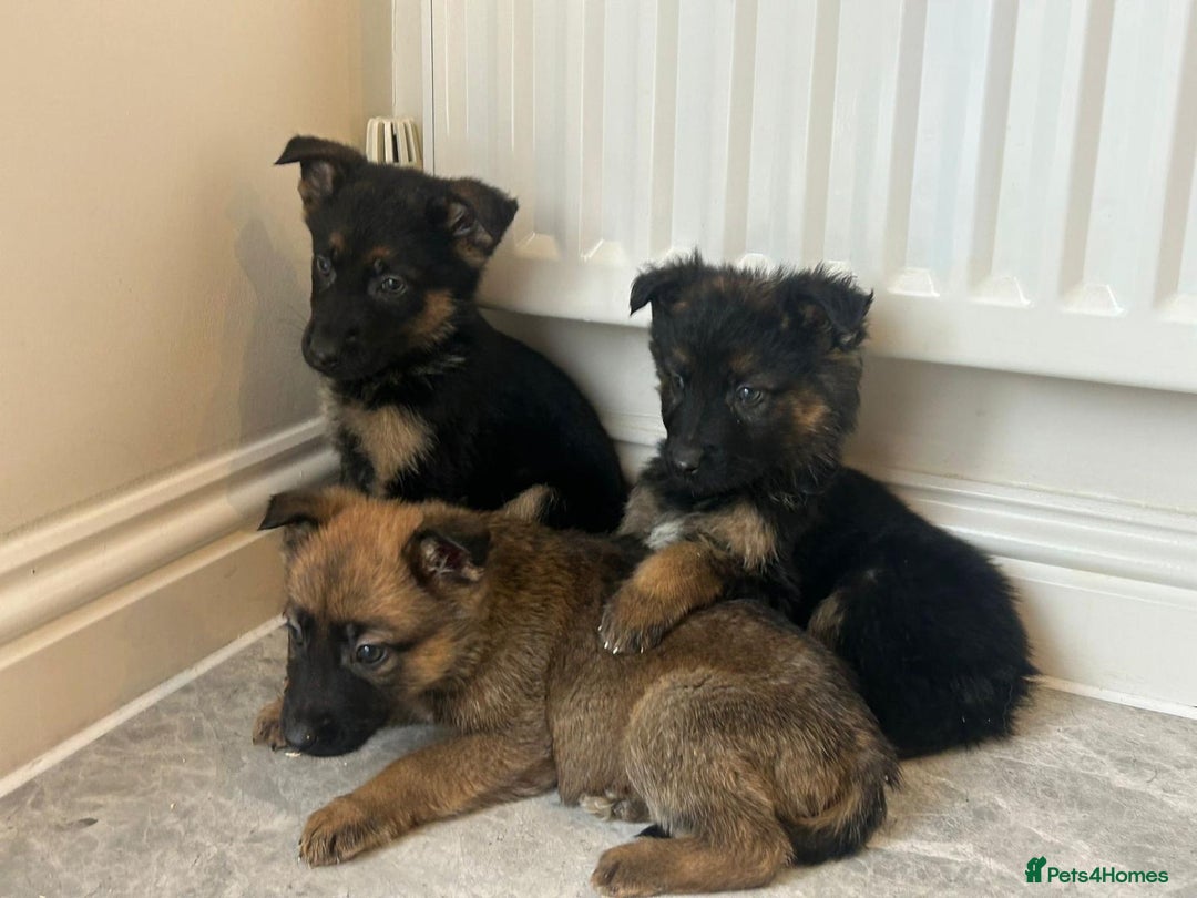 German Shepherd dogs for sale: German shepherd puppies for sale  - Advert 9