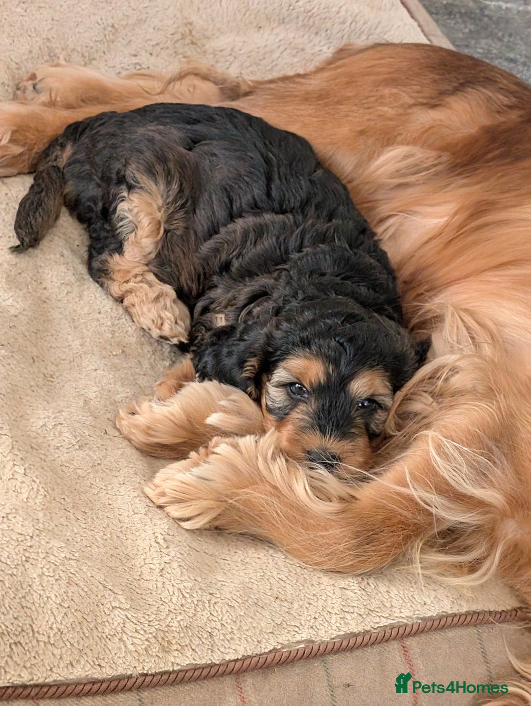 Cockapoo dogs for sale: Sable Cockapoo girl - Image 5