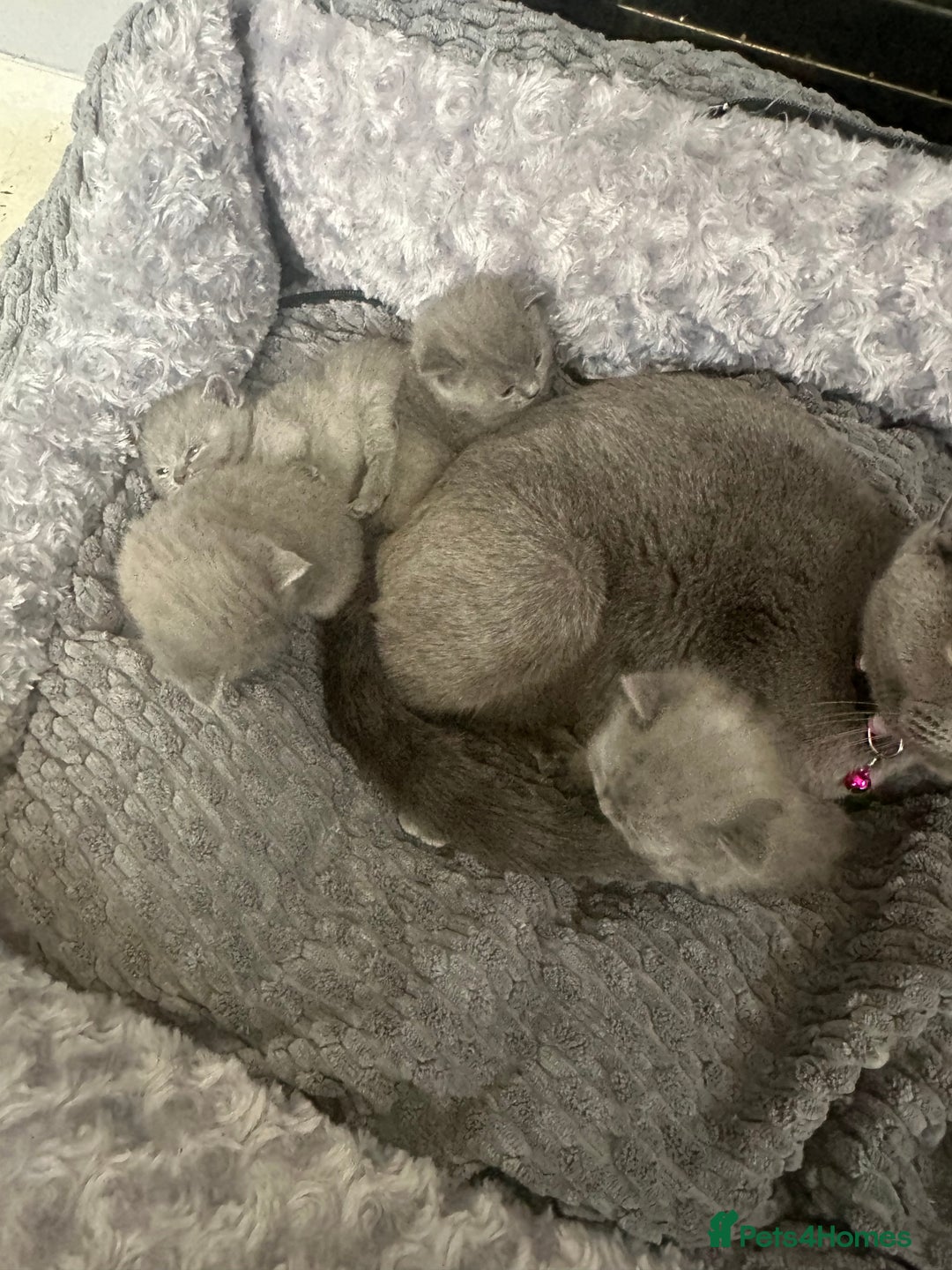 British Shorthair cats for sale: Stunning litter of bsh  - Image 2