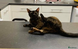 Bengal cats for sale: Three cats to go 2 twins and one bengal cross - Image 7