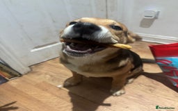 Mixed Breed dogs for sale: Need forever home ❤️ - Image 9