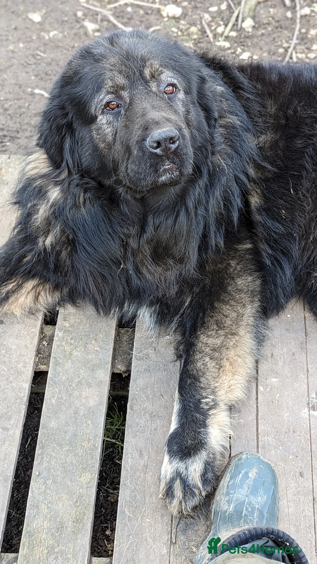 Caucasian Shepherd Dog dogs for stud: **Caucasian Shepherd Stud** in Wisbech - Advert 4