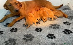 Labrador Retriever dogs for sale: Fox Red Labrador Pups For Sale - Image 5