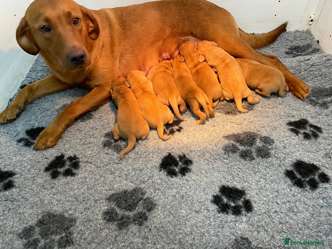 Labrador Retriever dogs for sale: Fox Red Labrador Pups For Sale - Image 5