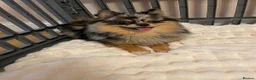 Pomchi dogs for sale: Beautiful Blue/Tan Pomeranian Merle Girl  - Advert 4