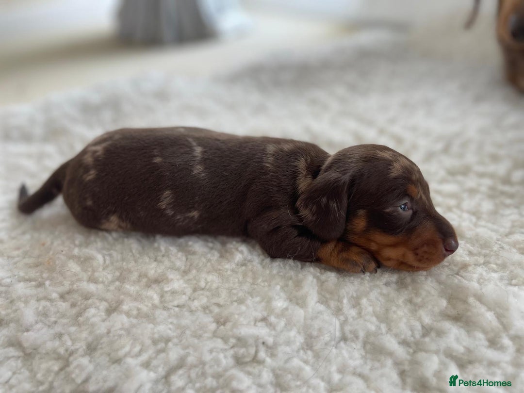 Miniature Dachshund dogs for sale: Miniature dachshund - Image 10