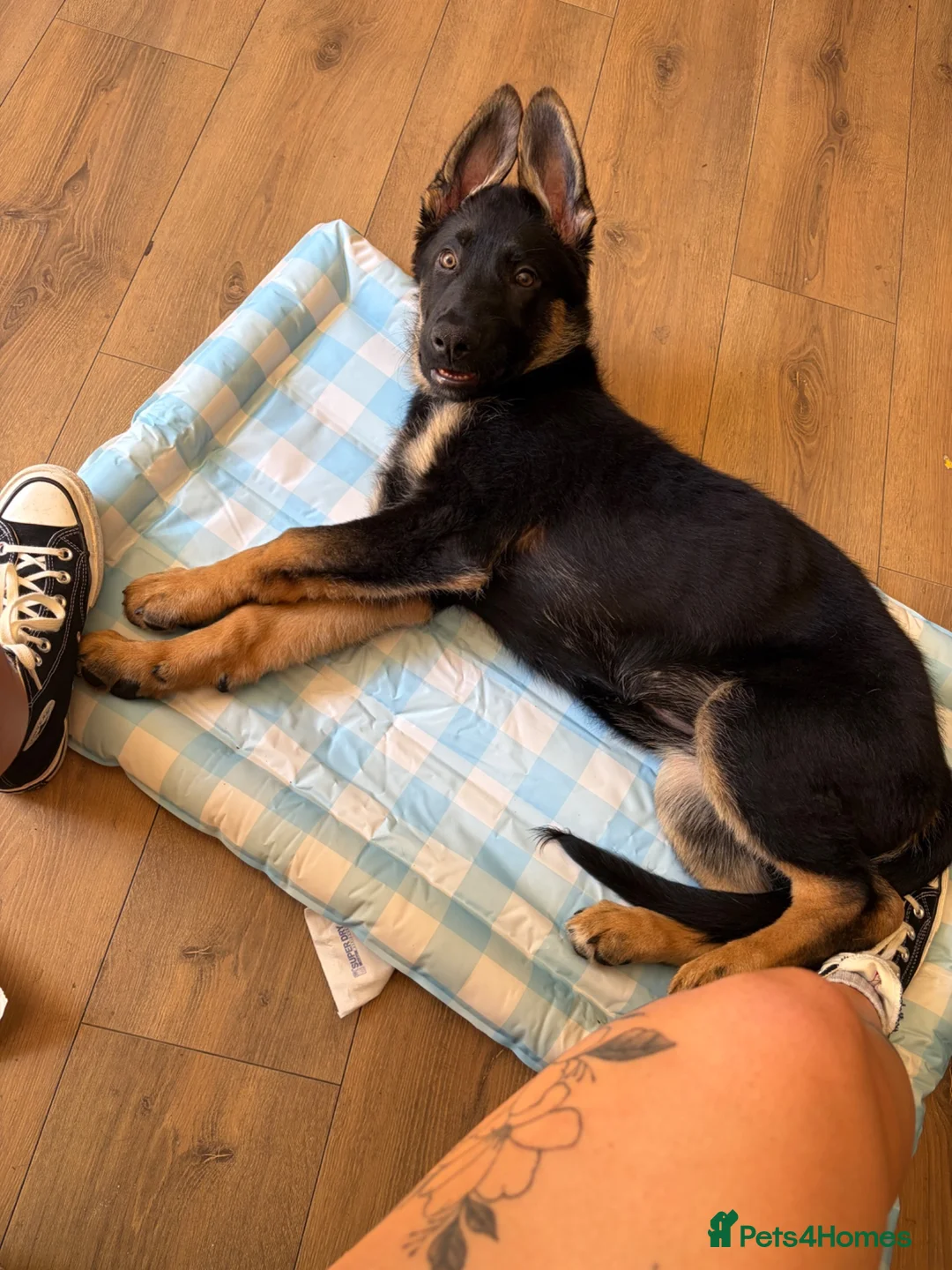 German Shepherd dogs for sale: German shepherd female - Advert 4