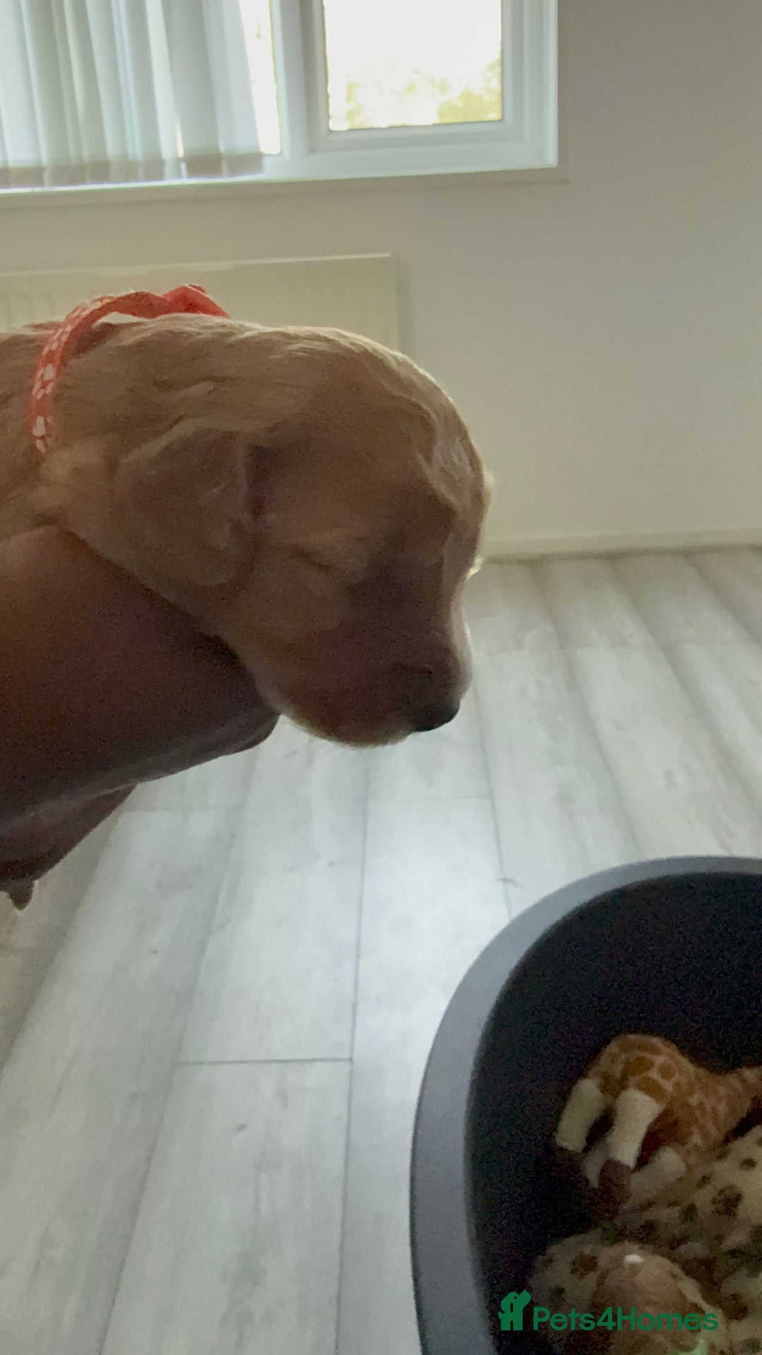 Cockapoo dogs for sale: 5 Beautiful Cockapoo Puppies  - Image 23