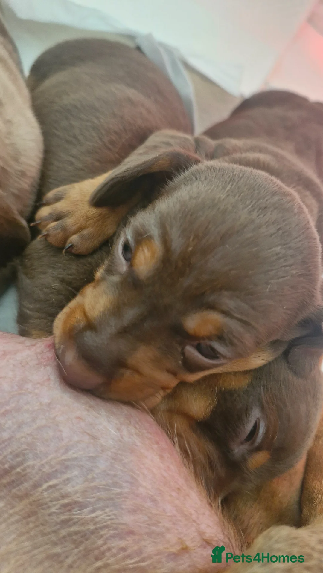 Dachshund dogs for sale: Beautiful minature Dachshund  - Advert 14