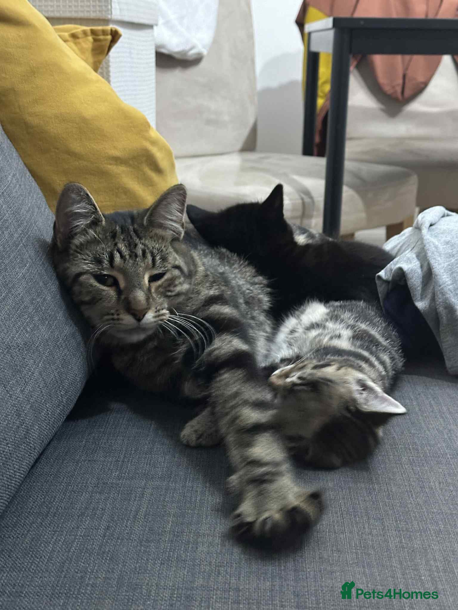 Domestic Shorthair cats Looking for a loving home - Advert 1