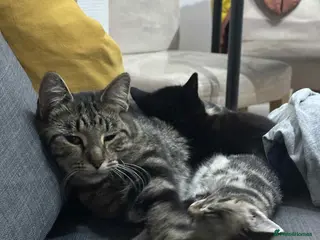 Domestic Shorthair cats Looking for a loving home - Advert 1