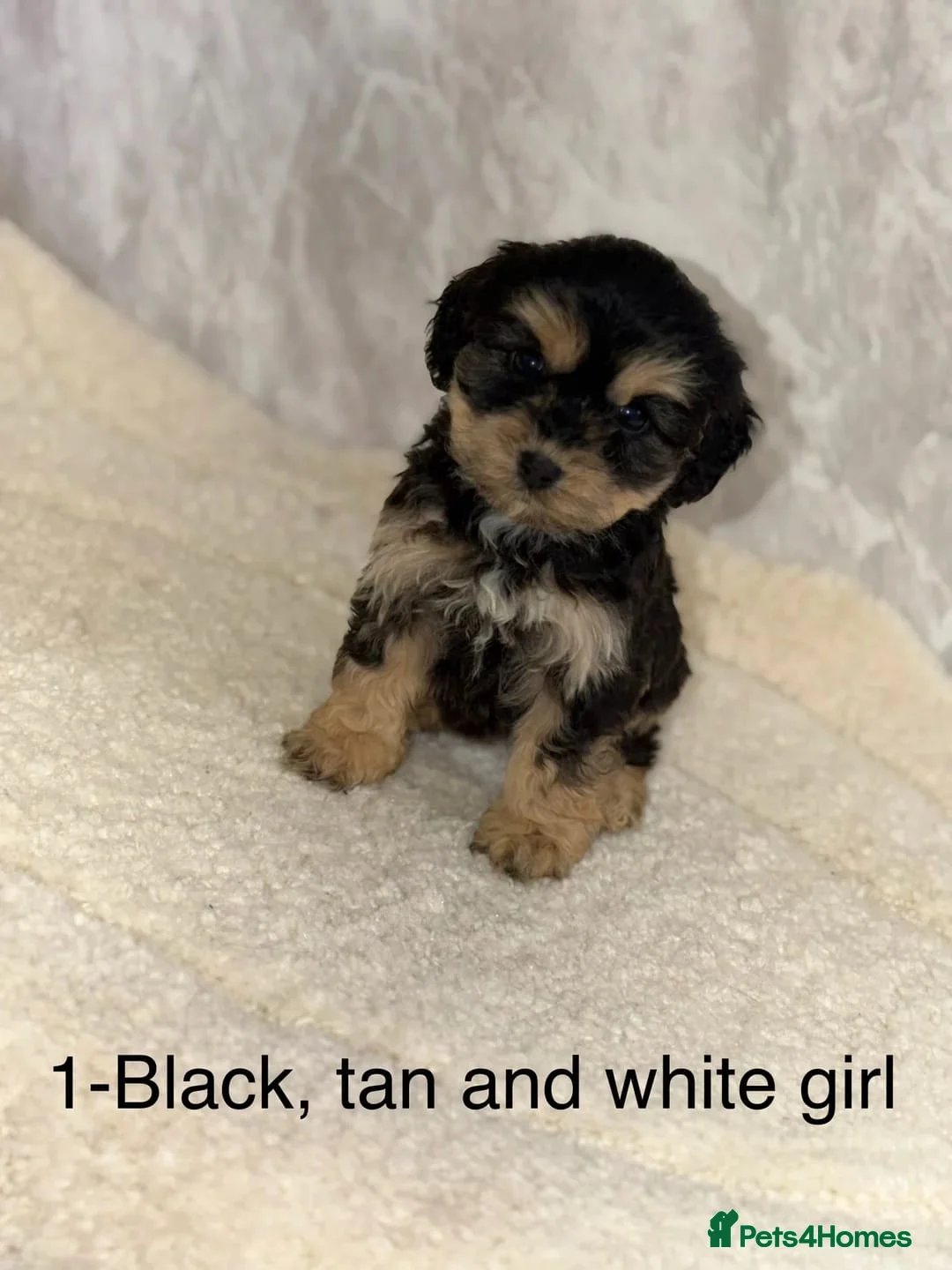 Cockapoo dogs for sale: Cockapoo girl - Advert 3