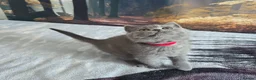 British Shorthair cats for sale: British Shorthair Kittens  - Advert 7