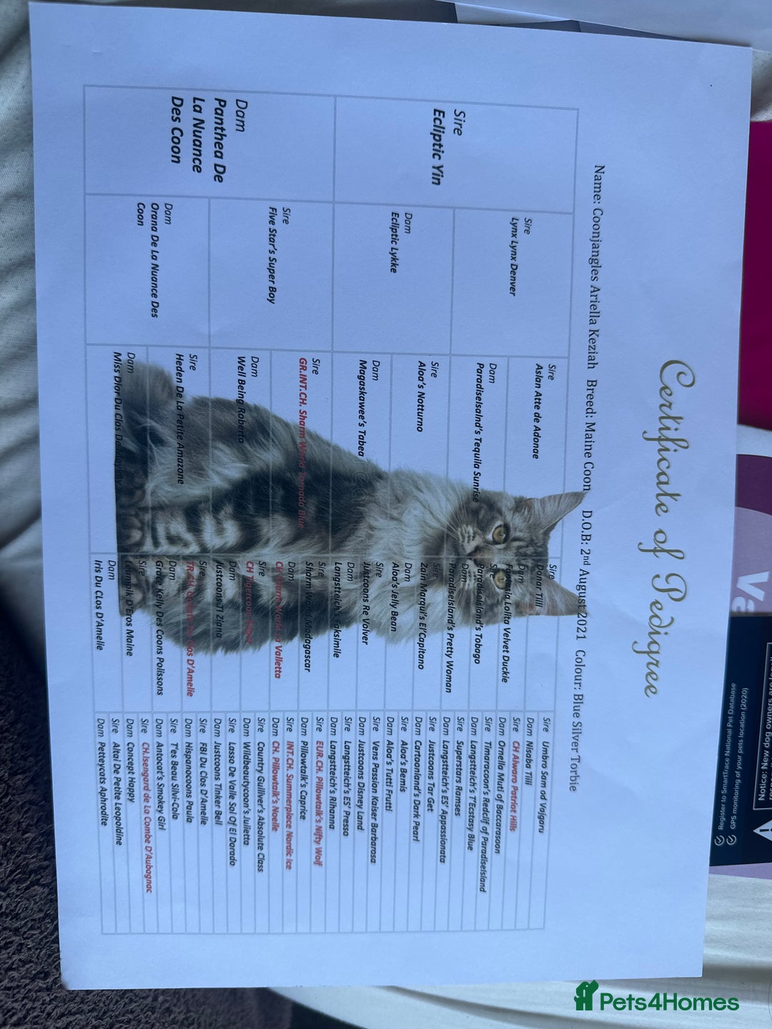 Maine Coon cats for sale:  Tica active registered Beauitful big kittens  in Wednesbury - Image 8