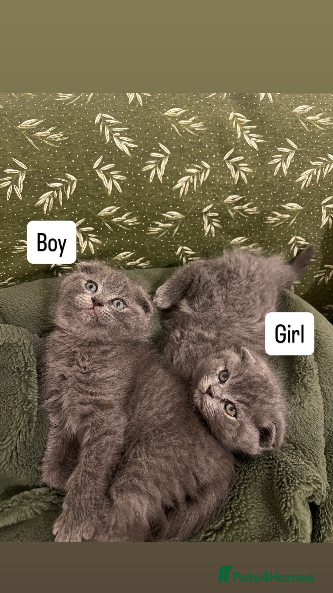 British Longhair cats for sale: British - Advert 2