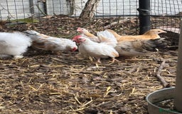 Chickens poultry for sale: Serama boys FREE - Image 2