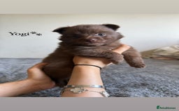Pomeranian dogs for sale: Fox Face Pomeranians - Ready 1st August - Image 4