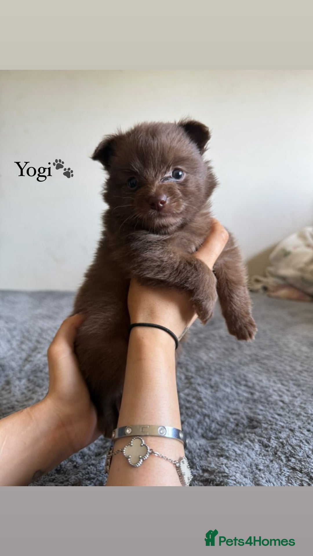 Pomeranian dogs for sale: Fox Face Pomeranians - Ready 1st August - Image 4