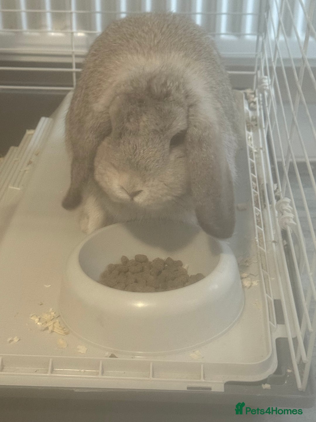 Mini Lop rabbits for sale: Mini flop - Advert 5