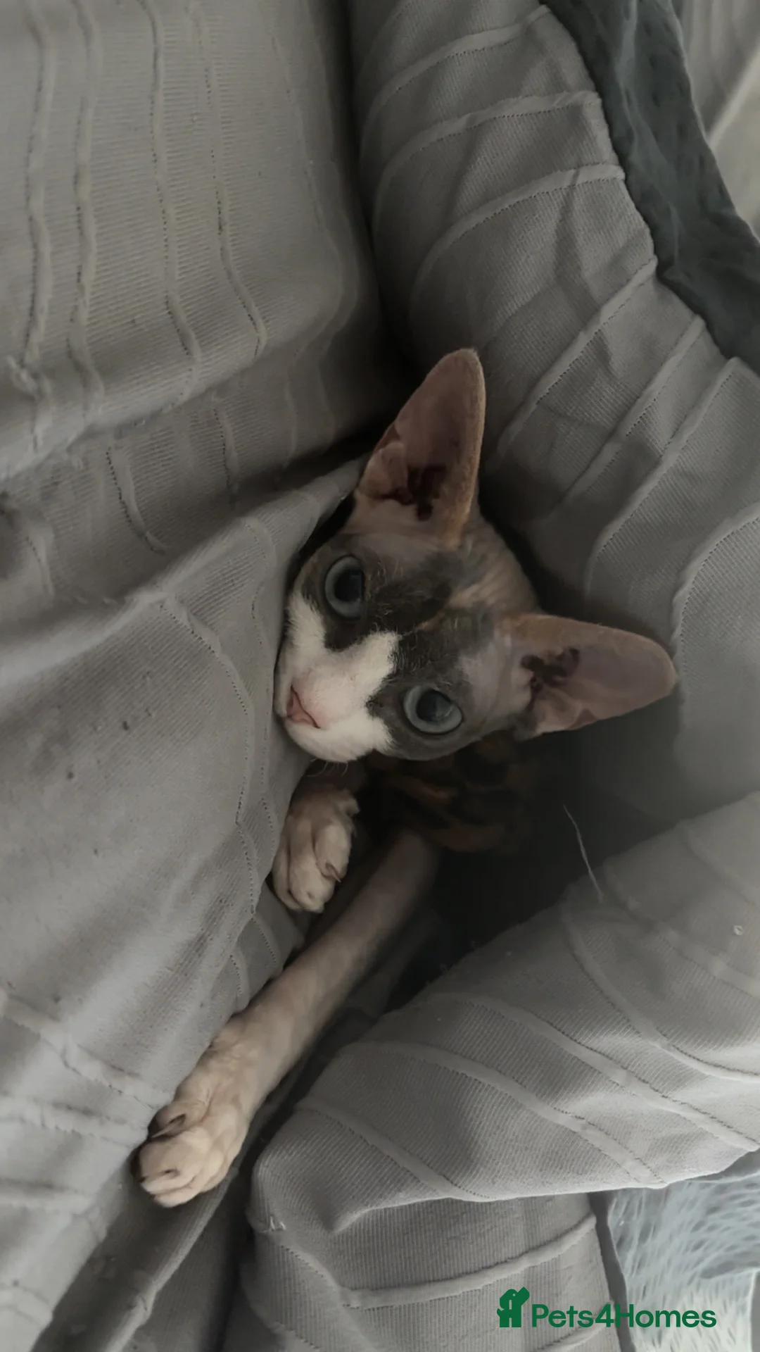 Sphynx cats for sale: Sphynx ready for sale  - Advert 2