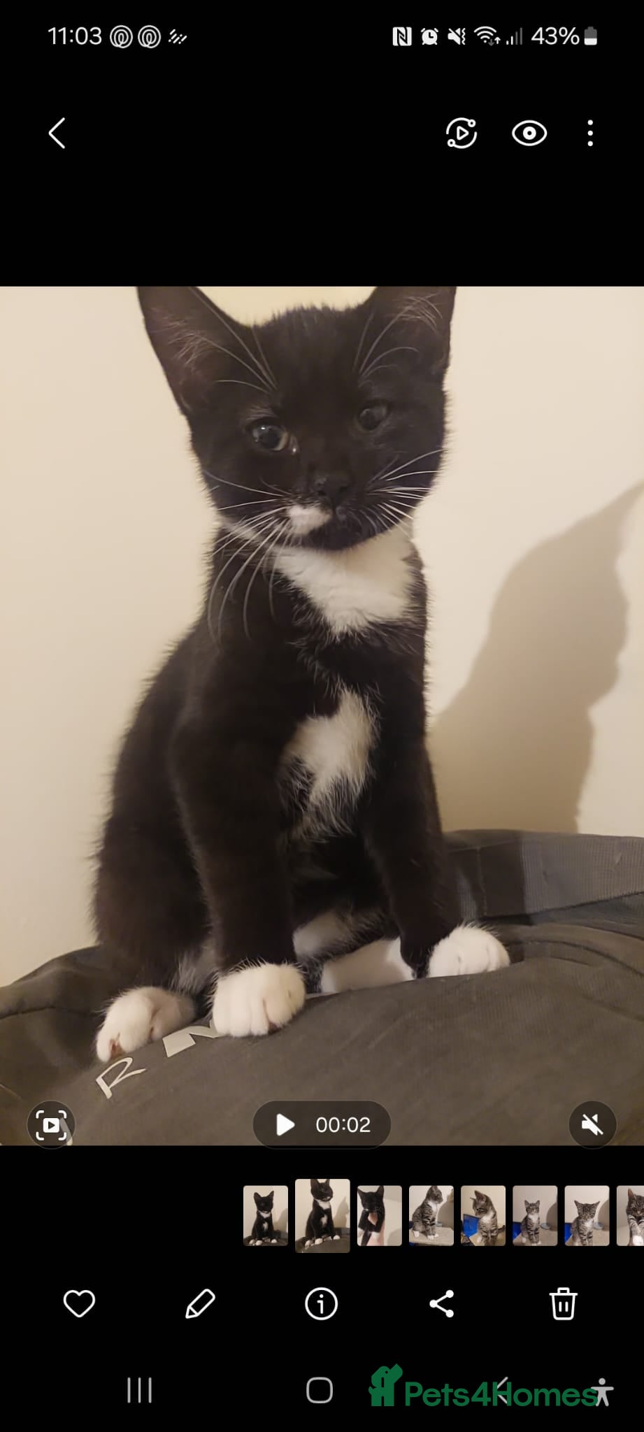 Mixed Breed cats 5 kittens for sale 13 weeks old ready to go  - Advert 1