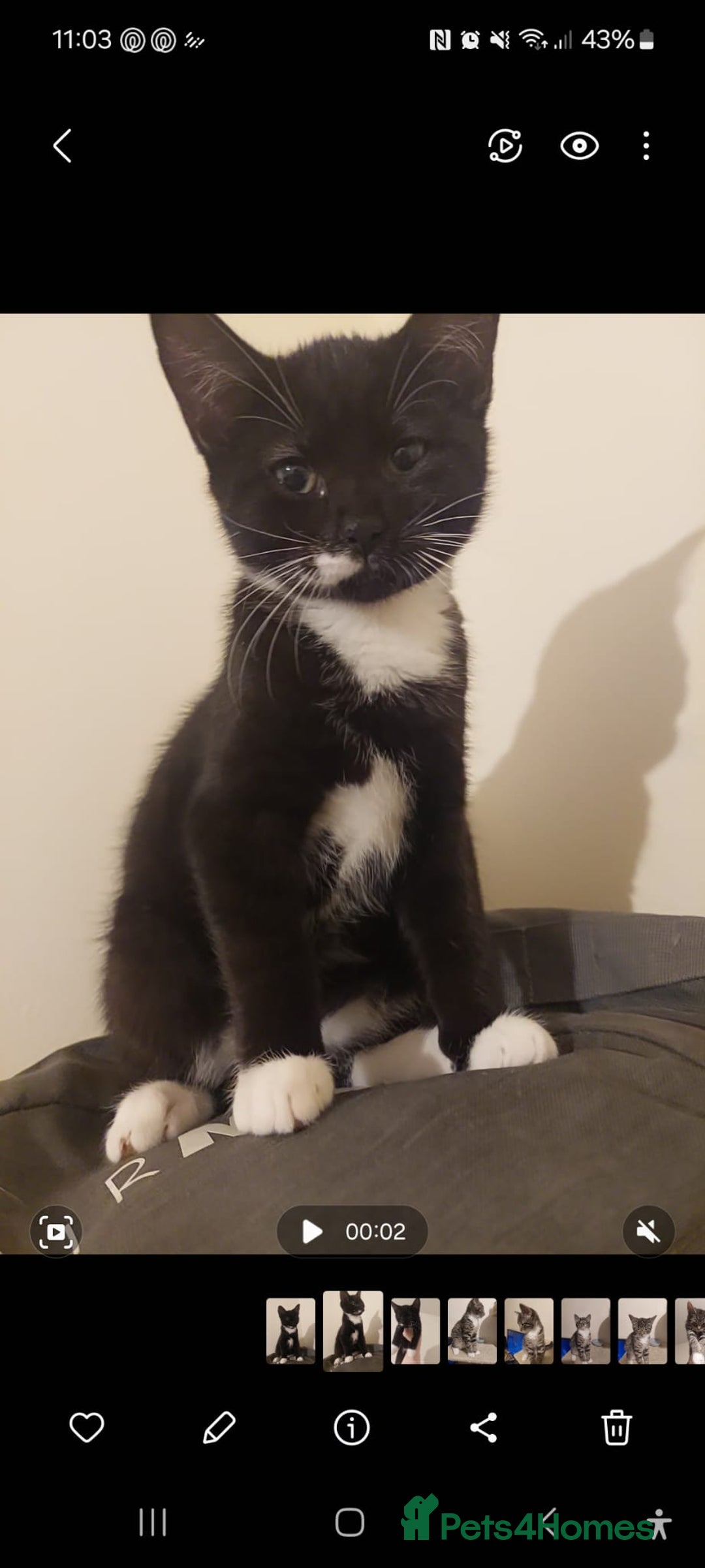 Mixed Breed cats for sale: 5 kittens for sale 13 weeks old ready to go  - Advert 1