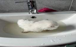 Ragdoll cats for sale: Fully health tested blue point rag doll  - Image 2