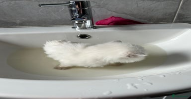 Ragdoll cats - Advert 2