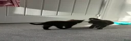 British Shorthair cats for sale: 2 female black kittens  in Bristol - Advert 5