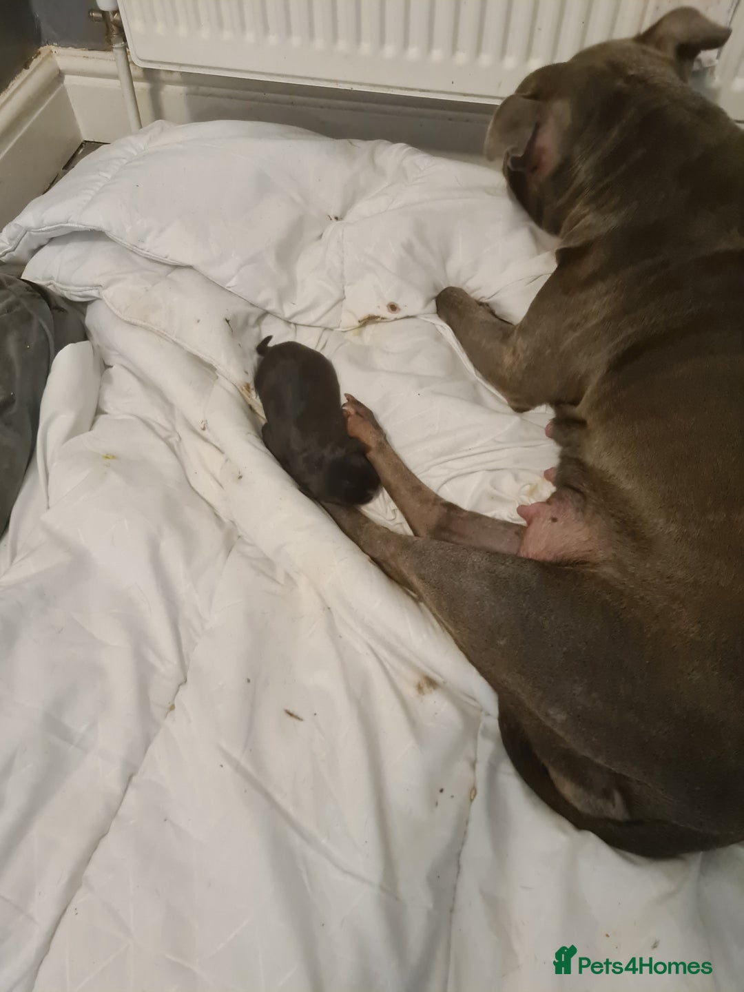 Staffordshire Bull Terrier dogs for sale: Beautiful staff female puppy - Advert 4