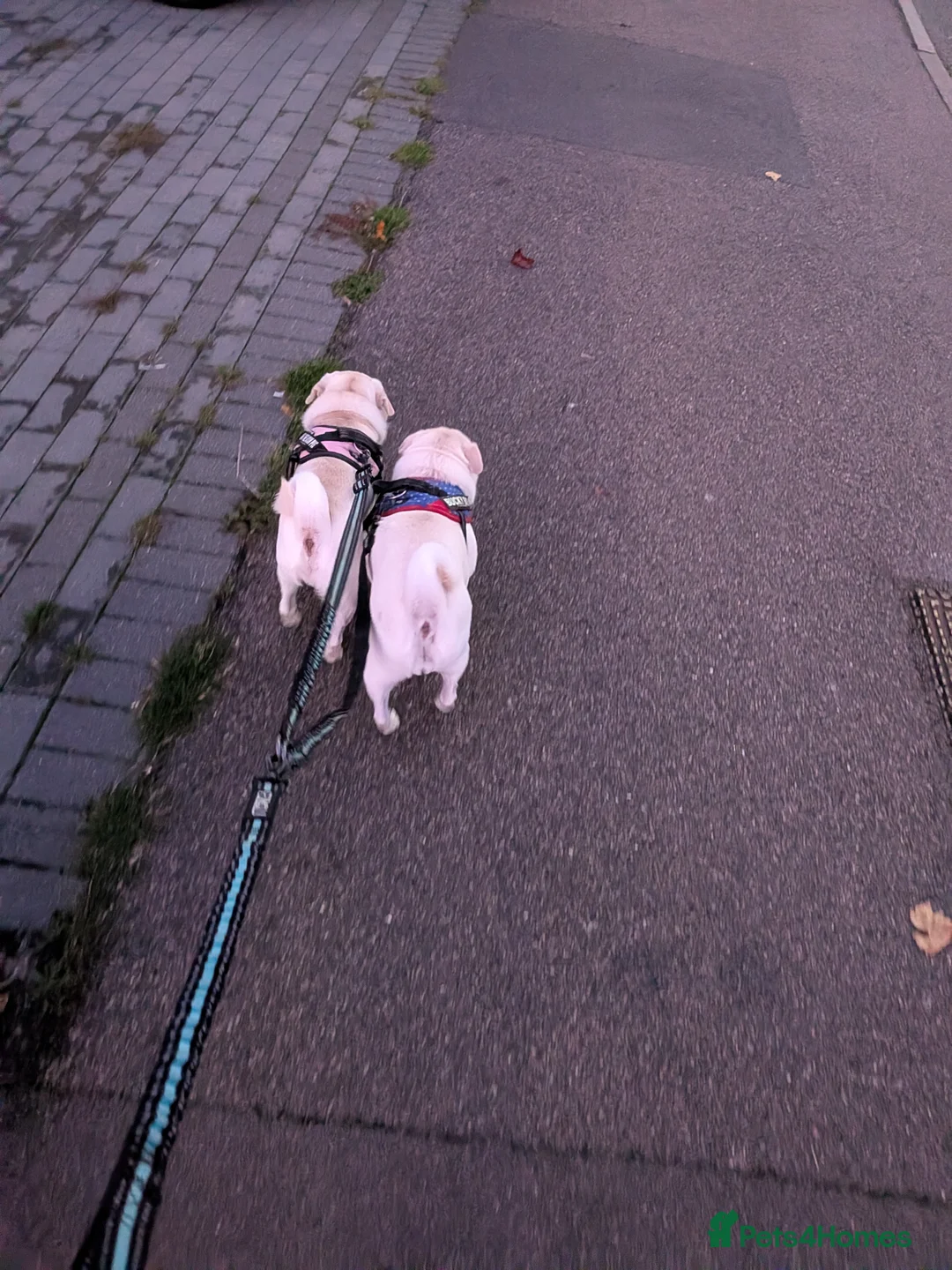 Pug dogs for sale: Pug Mother & Son: Flexible Rehoming, Family Raised - Advert 5