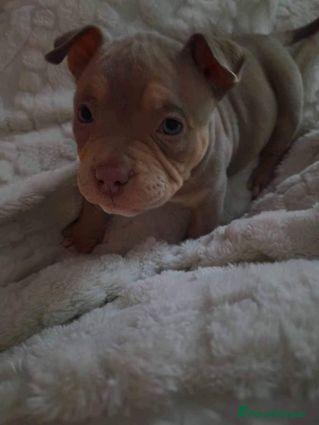 American Bully dogs for sale: ABKC best bloodline Ready to go Pocket Bully  - Advert 17