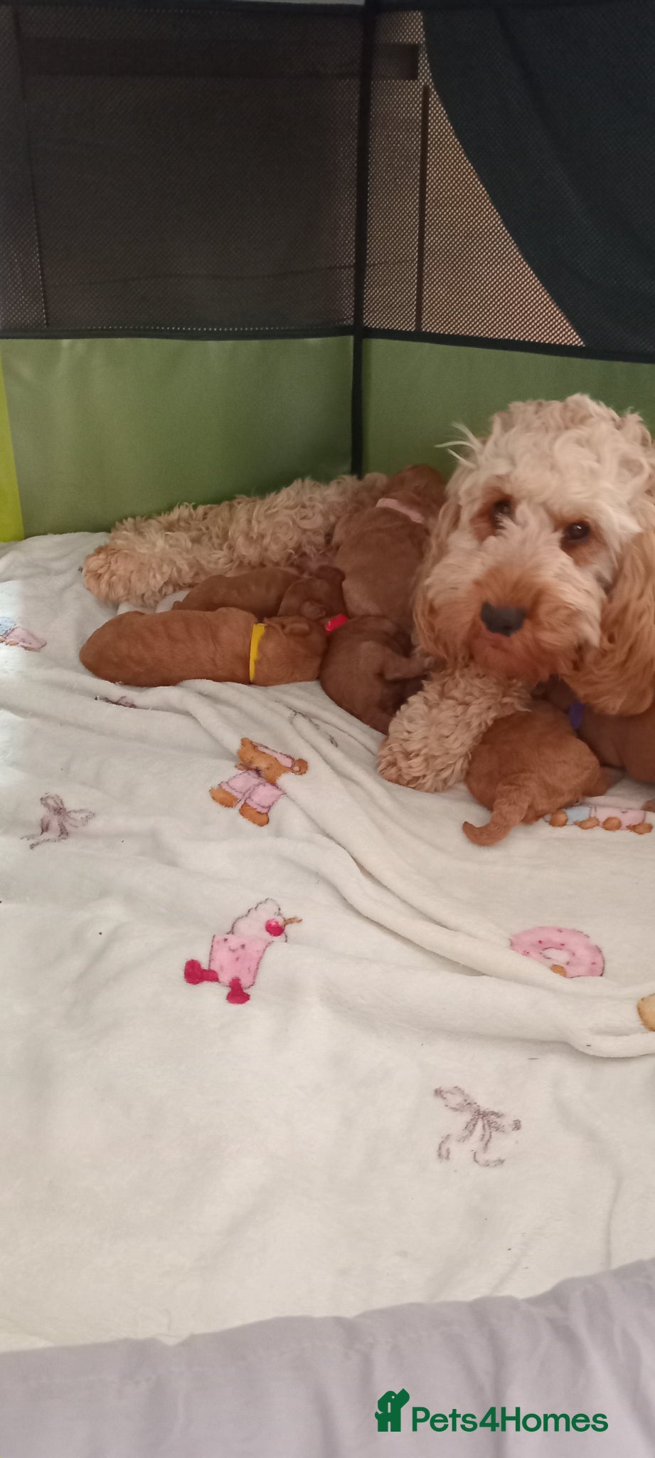 Cockapoo dogs for sale: Adorable f2 cockapoo  in Swadlincote - Advert 19