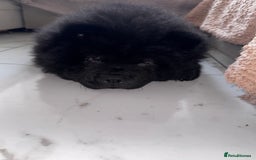 Chow Chow dogs for sale: Beautiful black chow chow for rehoming - Image 2