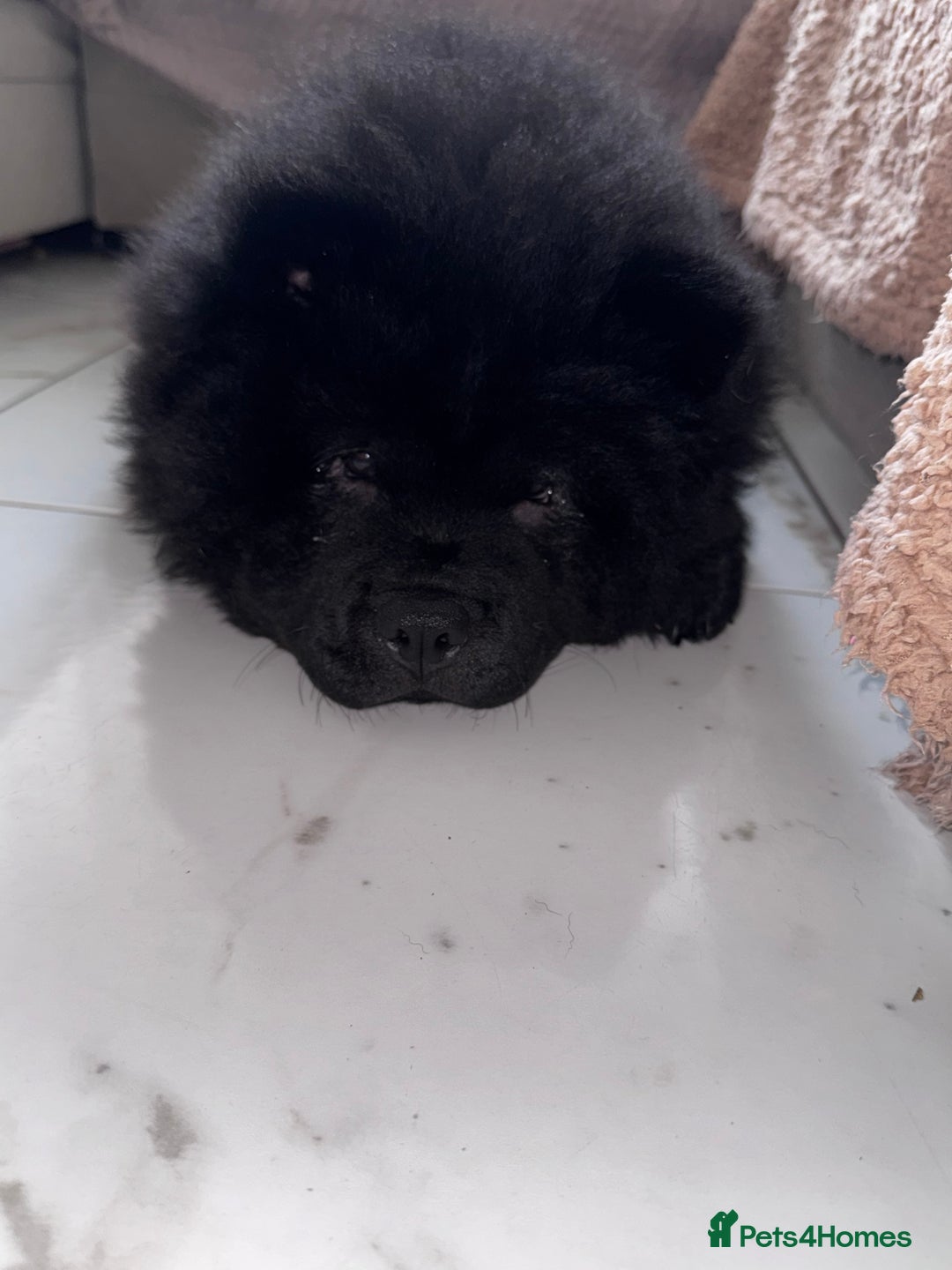 Chow Chow dogs for sale: Beautiful black chow chow for rehoming - Image 2