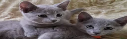 Russian Blue cats for sale: Beautiful Russian Blue Kittens  - Advert 2