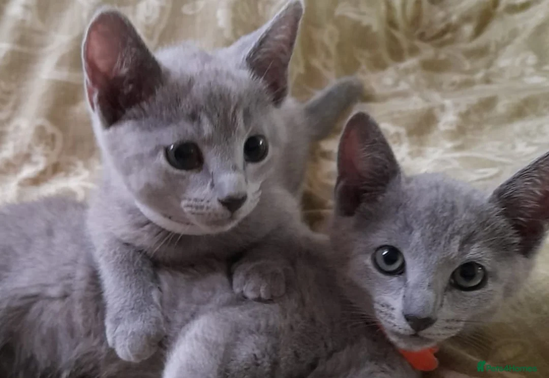 Russian Blue cats for sale: Beautiful Russian Blue Kittens  - Advert 2