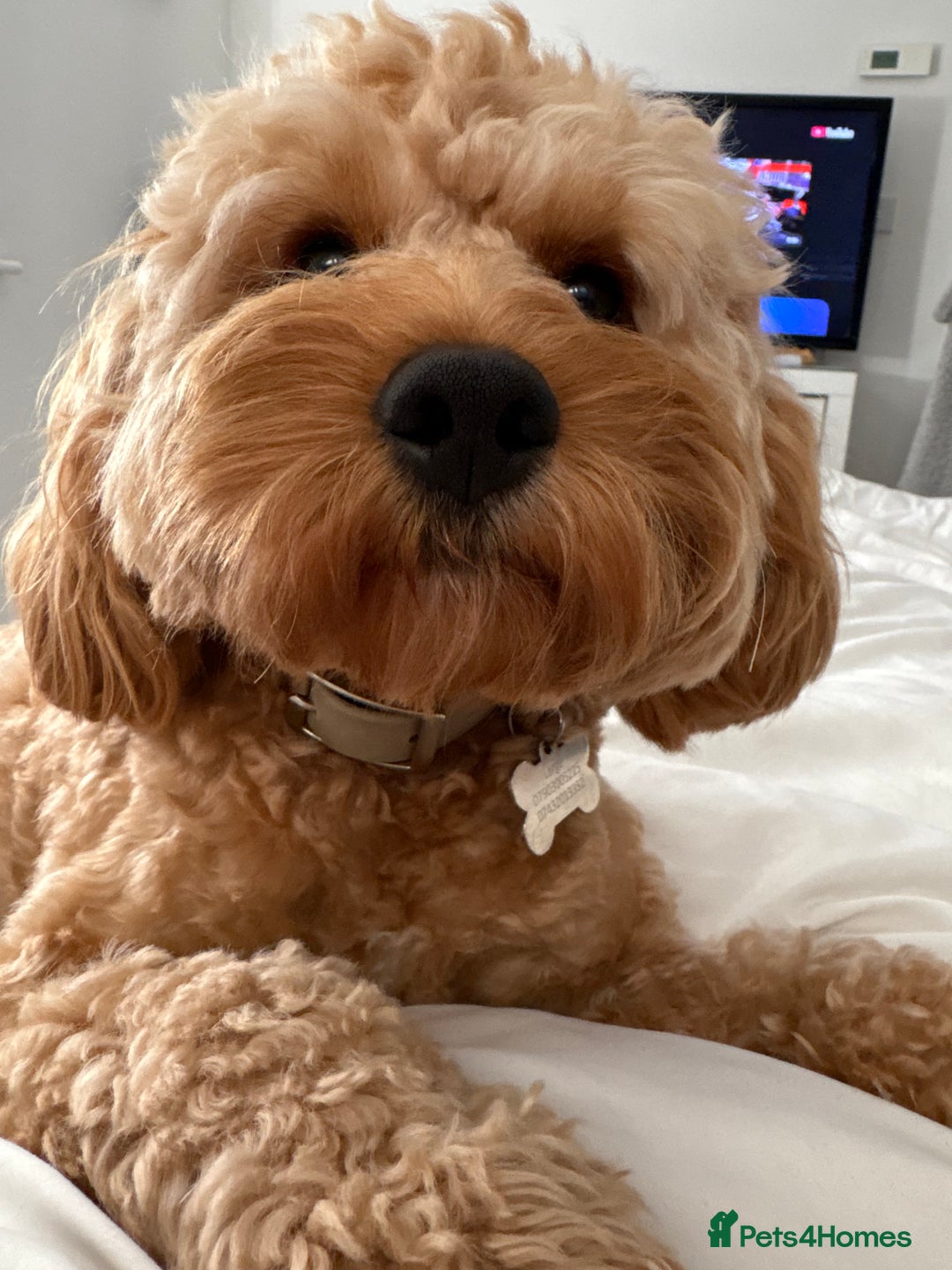 Miniature Poodle dogs for stud: Proven F1 Cavapoo for stud  - Advert 2