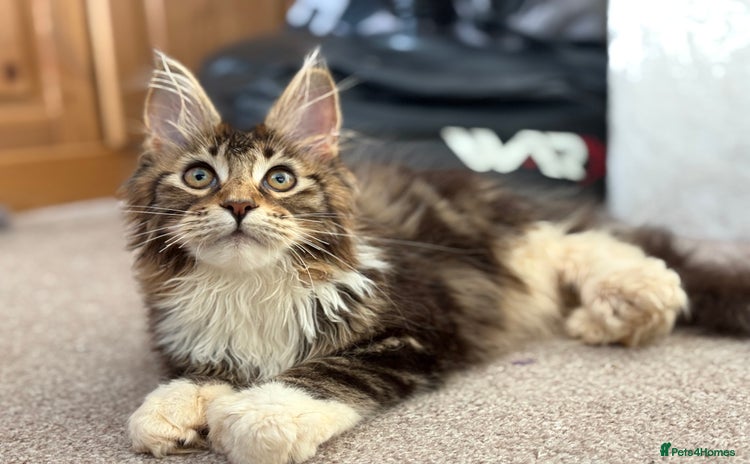 Maine Coon cats - Advert 5